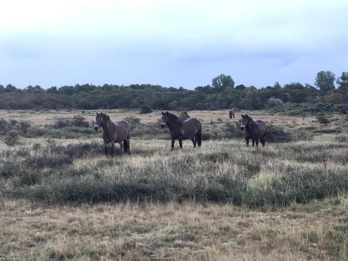 Familiehuis Achter De Duijnhoeve Zuidbakkum Екстериор снимка